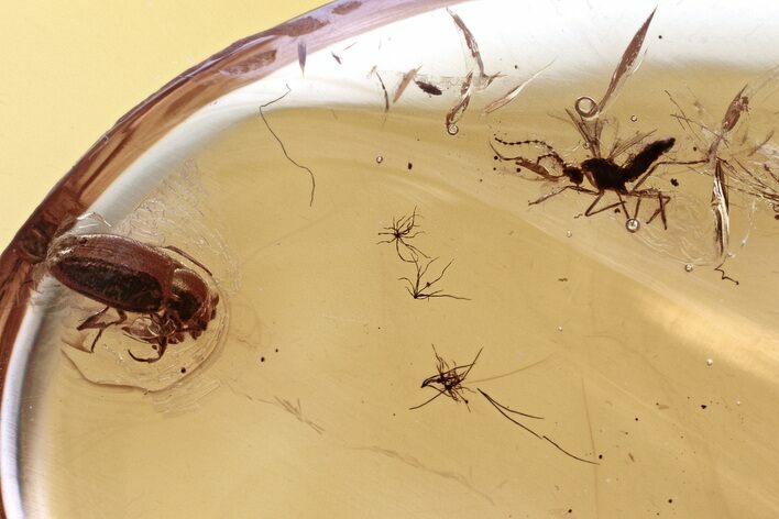 Fossil Handsome Fungus Beetle and Gall Midge in Baltic Amber #346593